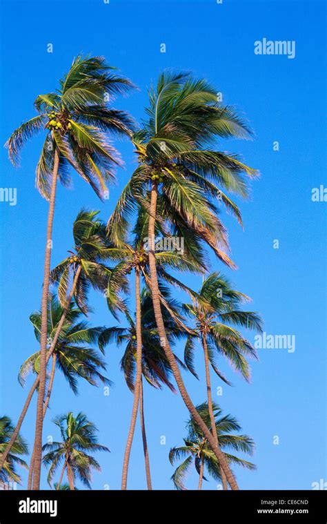 palm trees blowing in gentle wind breeze bombay mumbai maharashtra ...