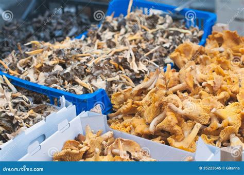 Cantharellus stock image. Image of golden, white, edible - 35223645