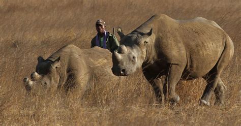 Rhino and elephant poaching declines in Namibia | Reuters