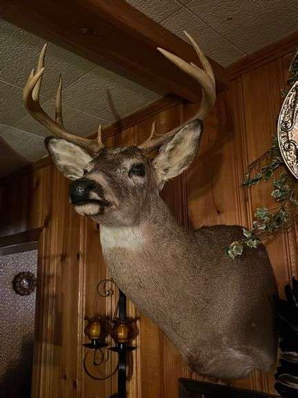 10-Point Deer Head Mount, 8-Point Deer Mount and 4 Point Antler Mount ...