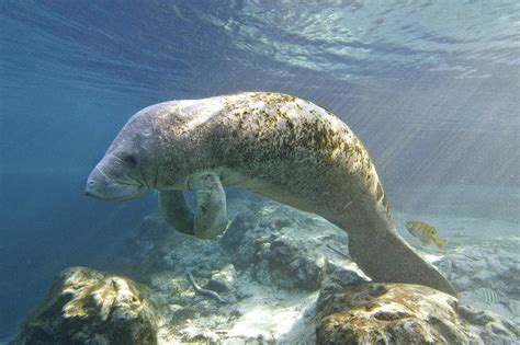 Florida Manatee Swimming Photograph by Clay Coleman - Fine Art America