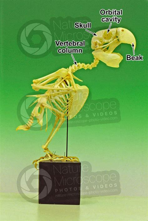 Parrot. Skeleton. Lateral view - Parrot - Birds - Skeletal system - Other systems - Comparative ...