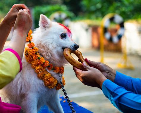 In Nepal, Diwali is a time to worship the dogs | Condé Nast Traveller India | International