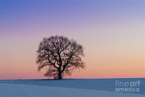 Oak Tree Silhouette at Sunset Photograph by Arterra Picture Library ...