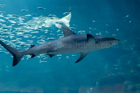 Grey reef shark - Stock photo and prints - Fish photography