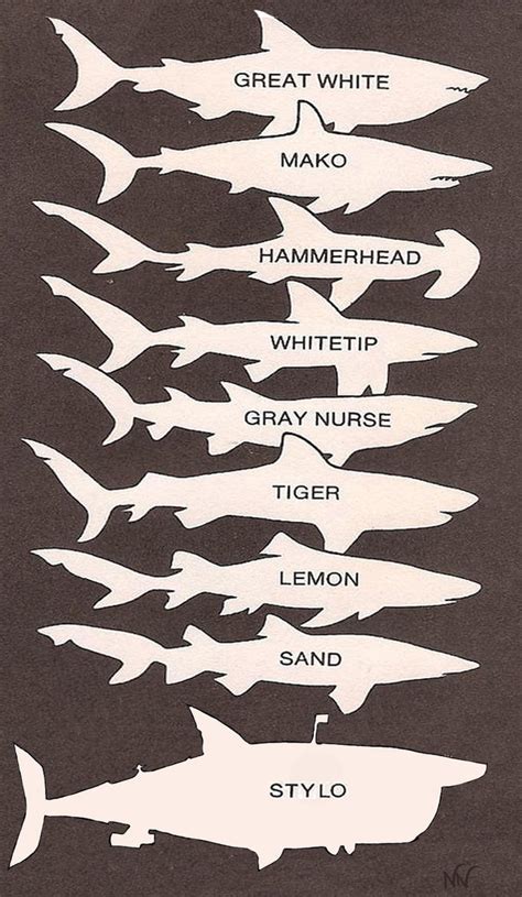 Shark Comparison Chart by NiccalsNightstalker on DeviantArt