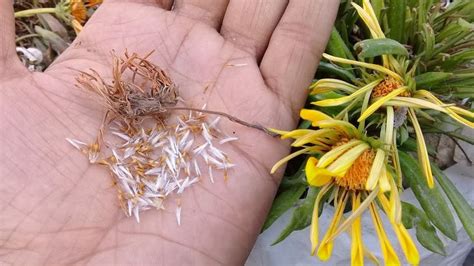 How to collect and save gazania seeds - YouTube | Gazania flowers, Flower seeds, Indoor flowers