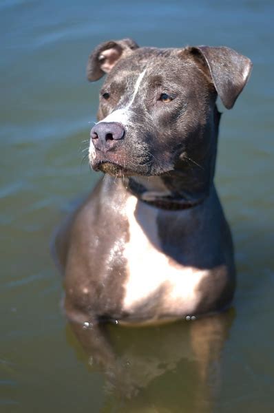 Blue Nose American Pitbull Terrier Breeders | 1001doggy.com