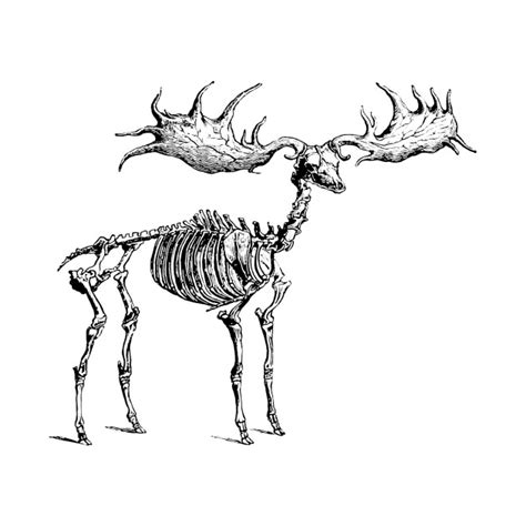 Moose Skeleton - Moose - T-Shirt | TeePublic