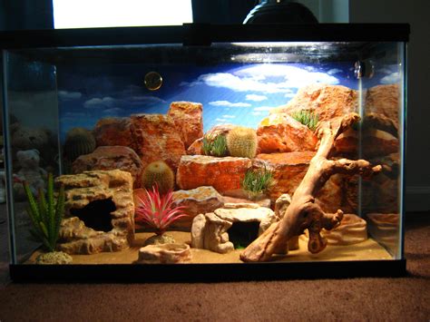 Nerys' tank setup | Leopard gecko, Leopard gecko terrarium, Gecko