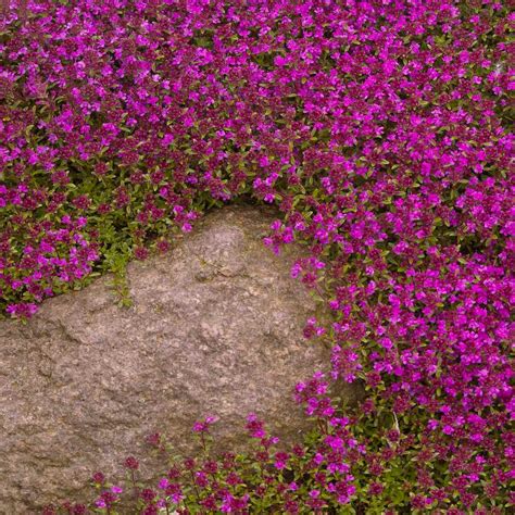 Creeping Thyme Seed - Thymus Serpyllum Magic Carpet Ground Cover Seeds