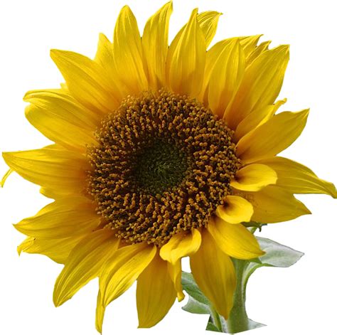 File:A sunflower-Edited.png