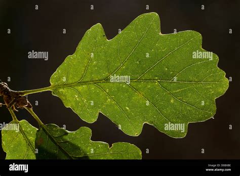 Sessile Oak tree leaves (Quercus petraea) close-up Stock Photo - Alamy