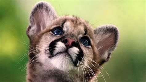 Cute Baby Animal Desktop Wallpapers - Top Free Cute Baby Animal Desktop Backgrounds ...