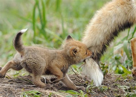 Adorable pictures of baby foxes – Vuing.com