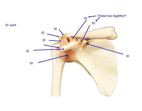 glenohumeral joint (ligaments) Quiz