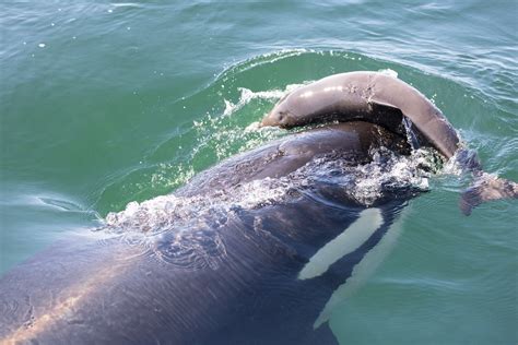 Harbor porpoise meets fish eating killer whales | Wild Orca