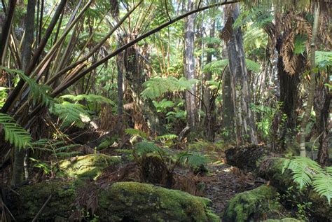 Free Stock Photo 5486 hawaiian tropical plants | freeimageslive