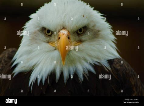 Angry bald eagle Stock Photo - Alamy