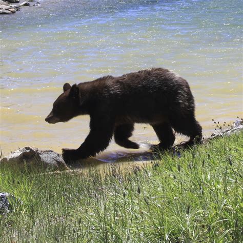 Yosemite Bears Keep Getting Smarter