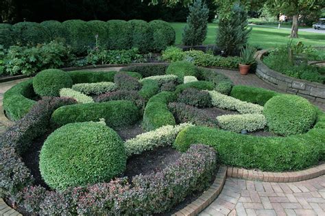 Choosing the Right Boxwood for Your Garden | The Tree Center™