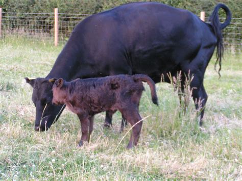 timeline 2010 - Mini Meadows Childrens Farm Northampton