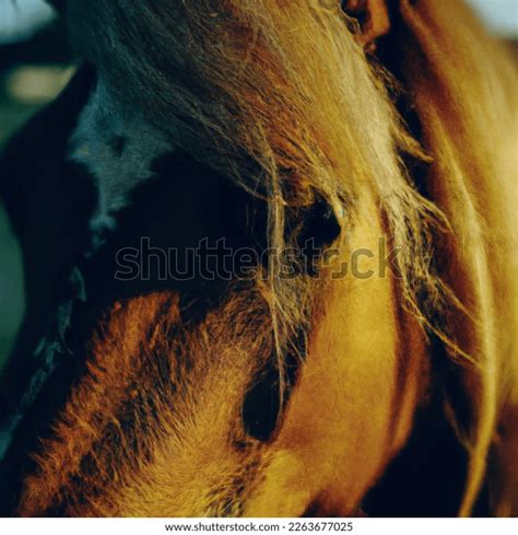 Photo Kuda Poni AI-generated image 2263677025 | Shutterstock