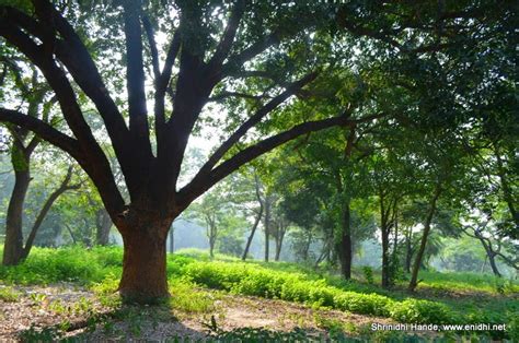 Botanical Garden, Big Banyan Tree, Kolkata - eNidhi India Travel Blog