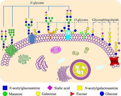 Frontiers | The Importance of Glycans of Viral and Host Proteins in ...