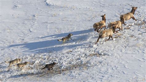 Book 'Yellowstone Wolves' Receives Prestigious Wildlife Society Award