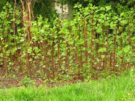 Knotweed: A proven solution for removal - City of Powell River