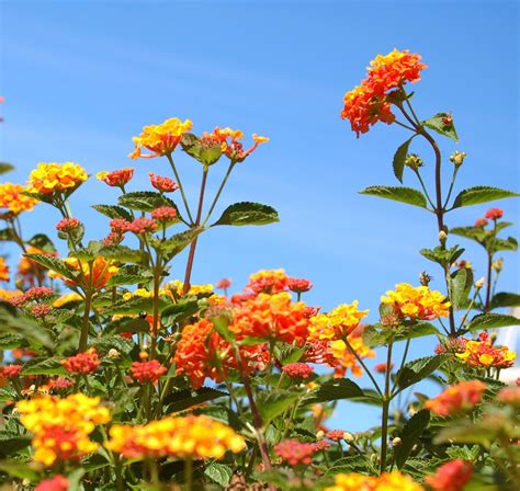 Pruning Lantanas - How To Prune Lantana Plants | Lantana plant, Lantana bush, Lantana