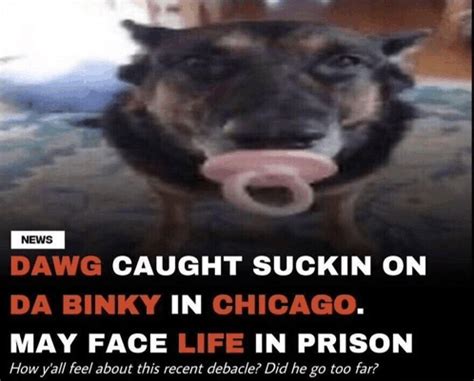 Dog Images Dog Got Caught Suckin On Da Binky Meme - Dog images Dog got caught suckin on da binky ...