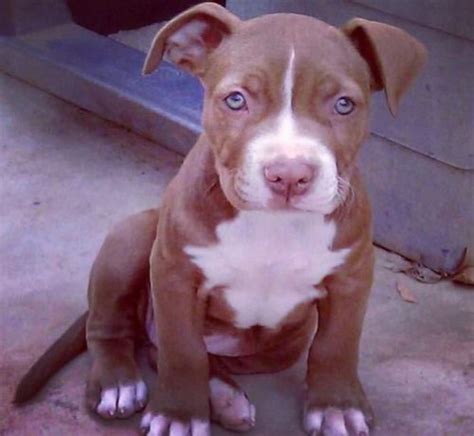 7 Important Facts About Red Nose Pit Bull Dog Breed • AMERICAN BULLY DOG BREED INFO CENTER