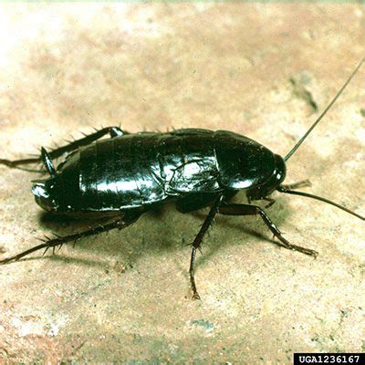 Oriental Roach Prevention Tips – Servitix