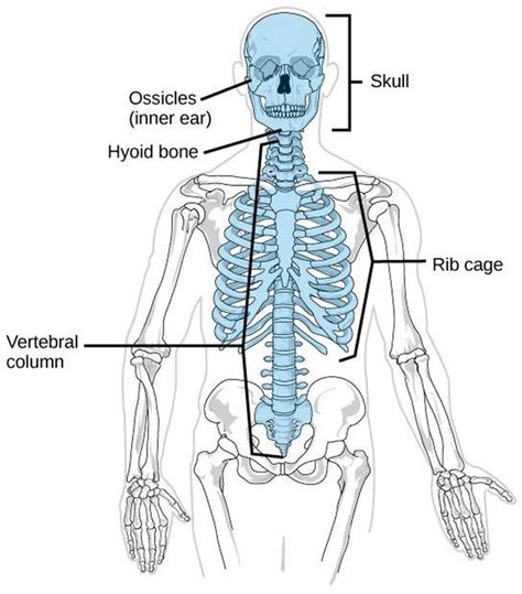 Pictures Of Axial Skeleton