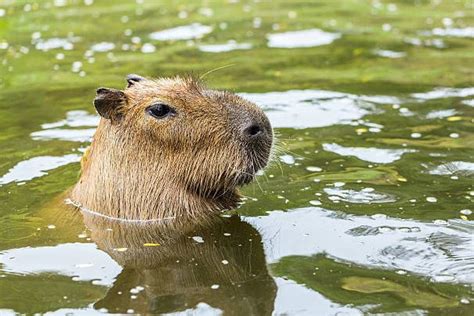 Why Don't Crocodiles Eat Capybaras? - Capybara Tips