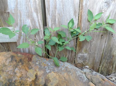 Foraging Texas: Black Nightshade