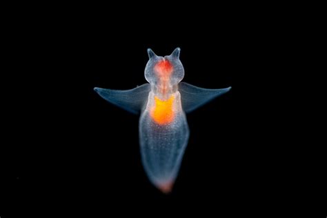 6 Otherworldly Deep-Sea Creatures Spotted By CA Scientists ...