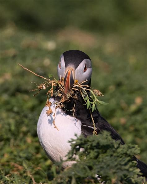 Atalntic Puffin with Beak Full of Nesting Material Stock Image - Image of green, bird: 56977303