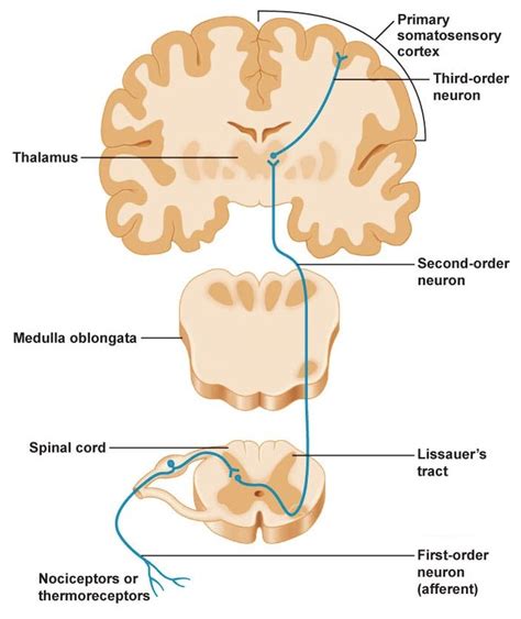 What is the structure and function of the spinothalamic pathways ...