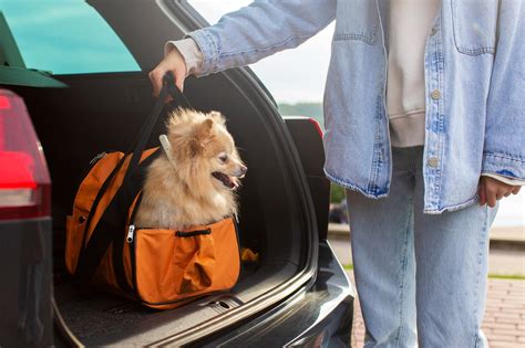 Traveling with Pets: What Hotels Allow Dogs?