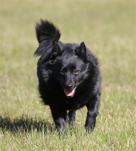 Schipperke Pictures and Informations - Dog-Breeds.com