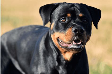 How Big Is A Female Rottweiler