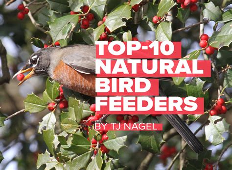 Russell Tree Experts — TJ's Top 10 Natural Bird Feeders (in Winter)