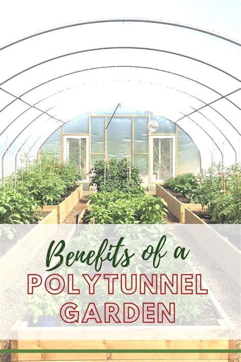 Growing a vegetable garden in a polytunnel | Outdoor greenhouse, Plants ...