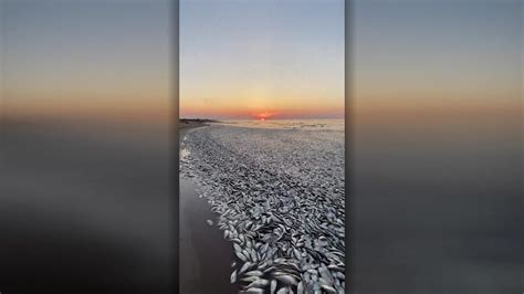 Thousands of dead fish wash ashore on Texas beach - ABC News