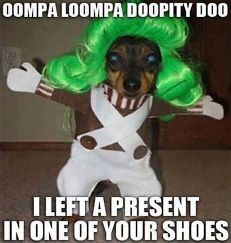 Oompa Loompa Dog Meme #poopbuddy | Dog is Funny | Pinterest | Meme ...