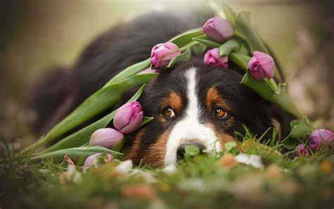 Spring Dogs Wallpapers - Top Free Spring Dogs Backgrounds - WallpaperAccess