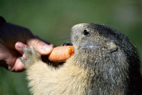 Marmot eating carrot stock image. Image of feed, wildlife - 968197